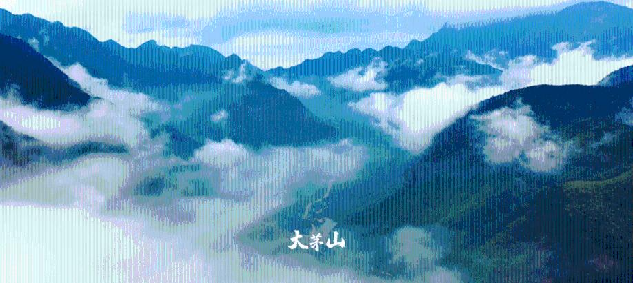 救援有趣的孔雀